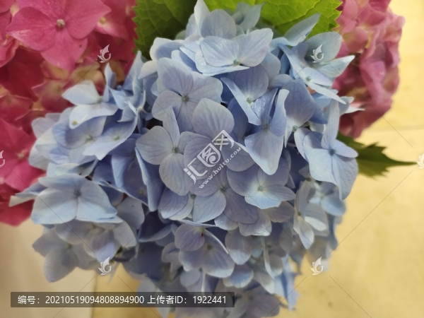 繡球花