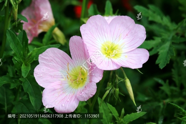 美麗月見(jiàn)草
