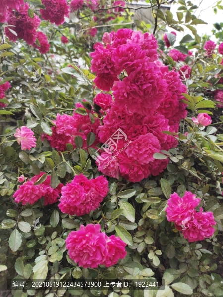 植物墻