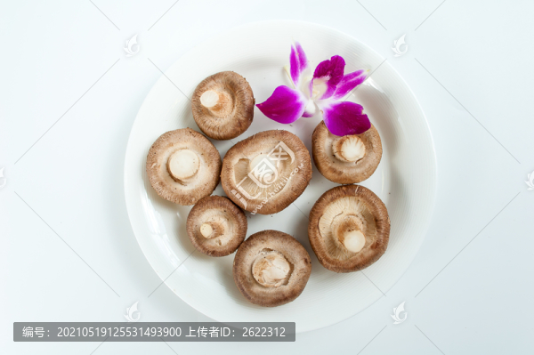 新鮮香菇白底圖