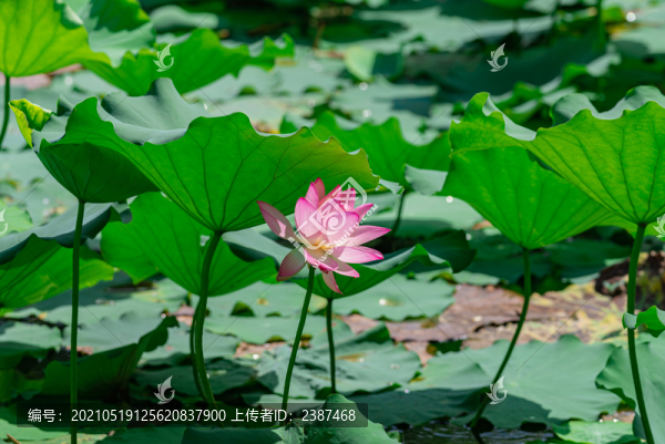 夏日荷花池蓮花綻放