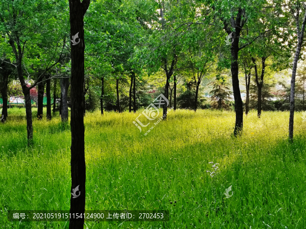 清晨的小樹林