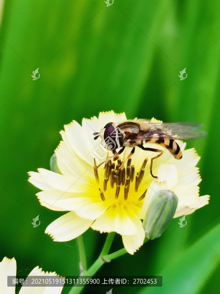 蜜蜂