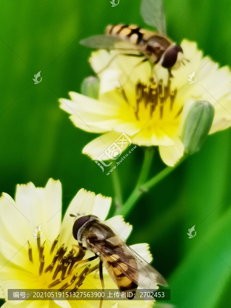 蜜蜂