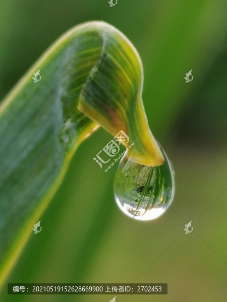 晨露