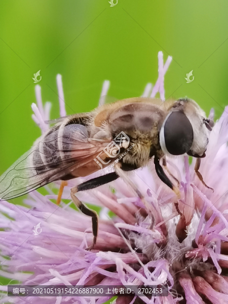 蜜蜂