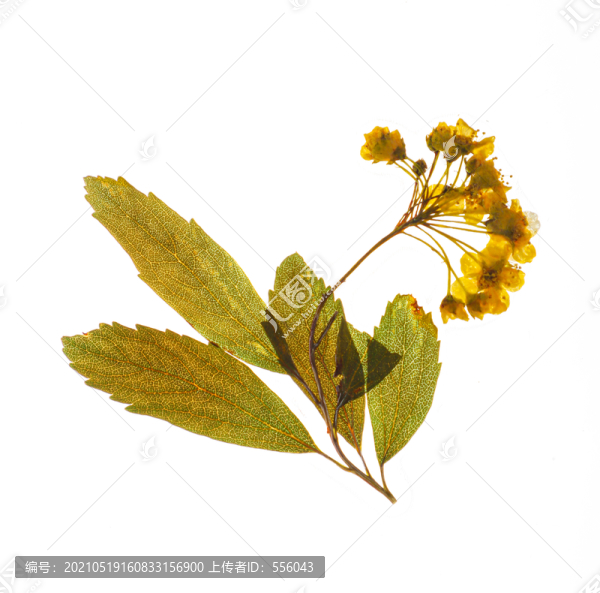 繡線菊