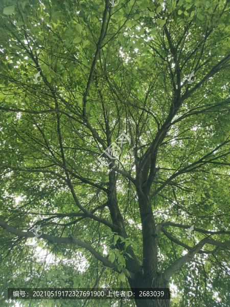 綠葉背景