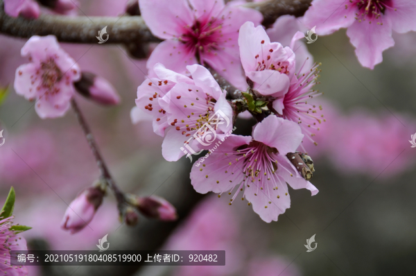 桃花