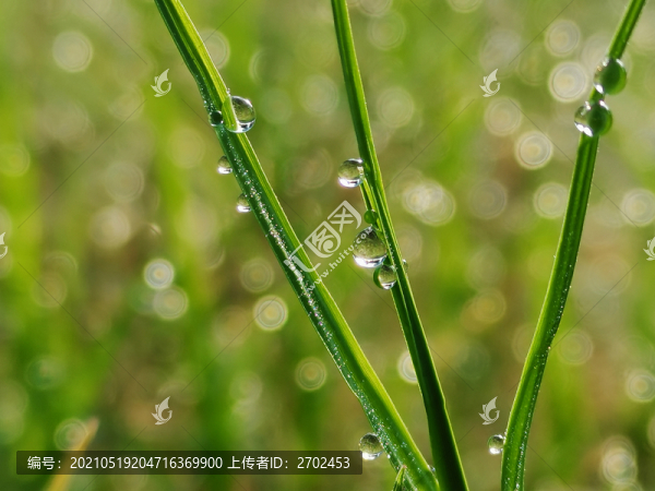 露珠