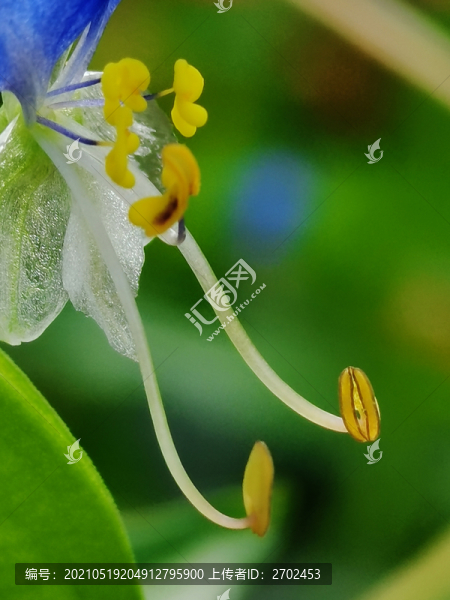 鴨趾草