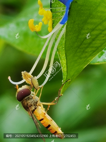蜜蜂