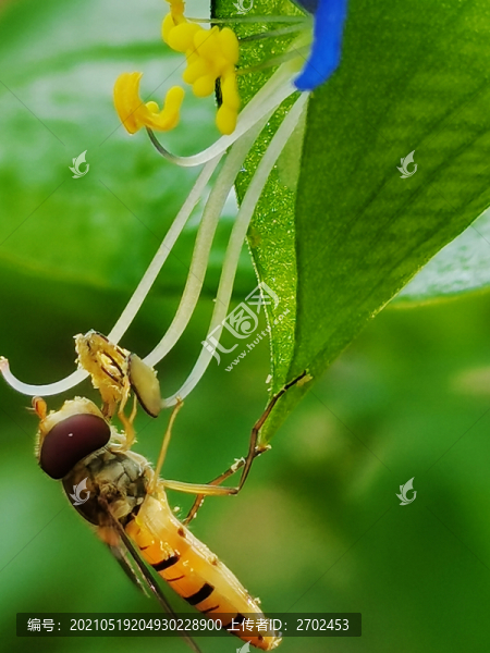 蜜蜂