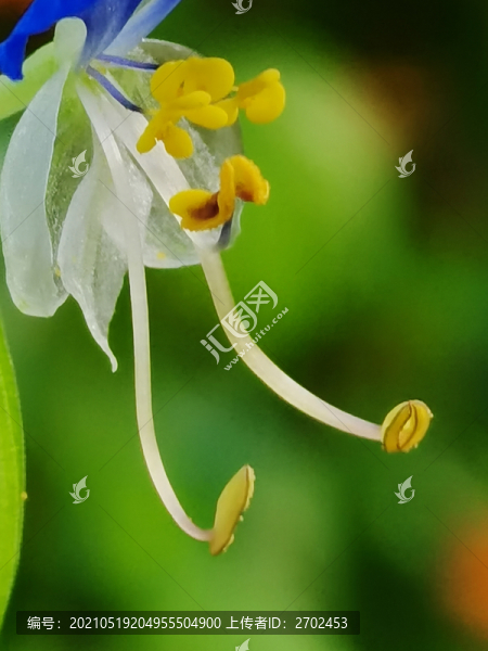 鴨趾草