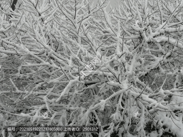 雪景雪掛