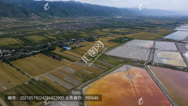 山西運城鹽湖麥田