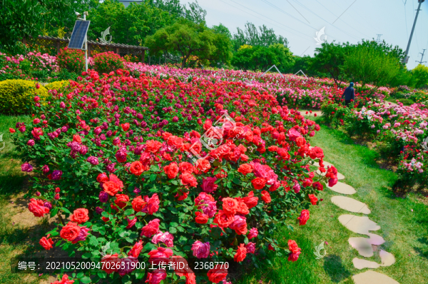 月季花