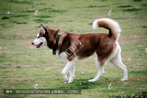 大狗