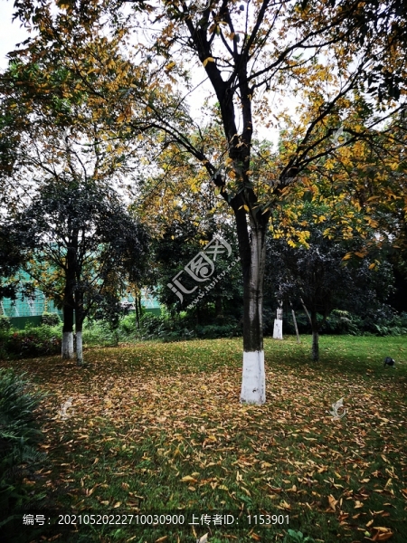 秋風(fēng)落葉