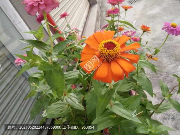 菊花