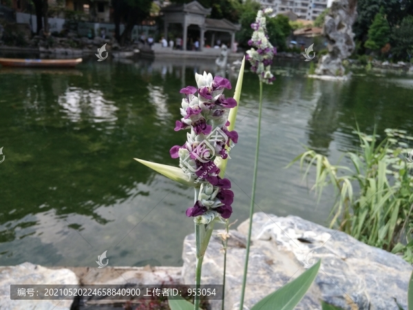 薏米花