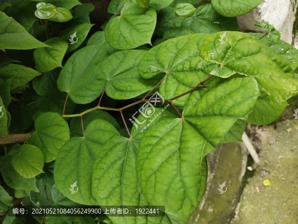 紫荊樹枝葉