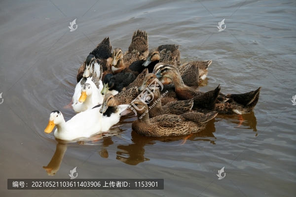 農(nóng)家土鴨