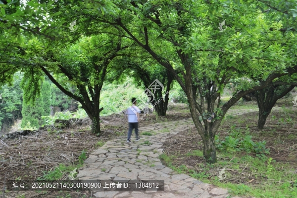 李子樹(shù)下