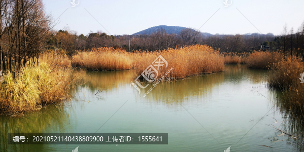 冬季濕地公園