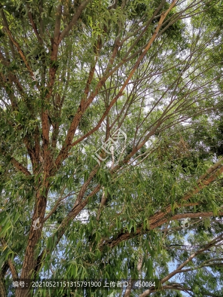 樹枝
