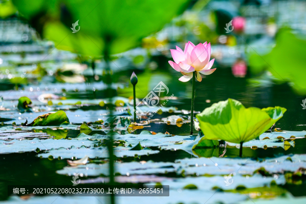 荷花