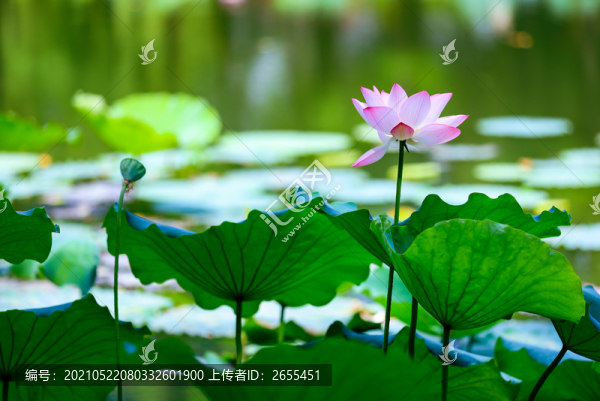 荷花