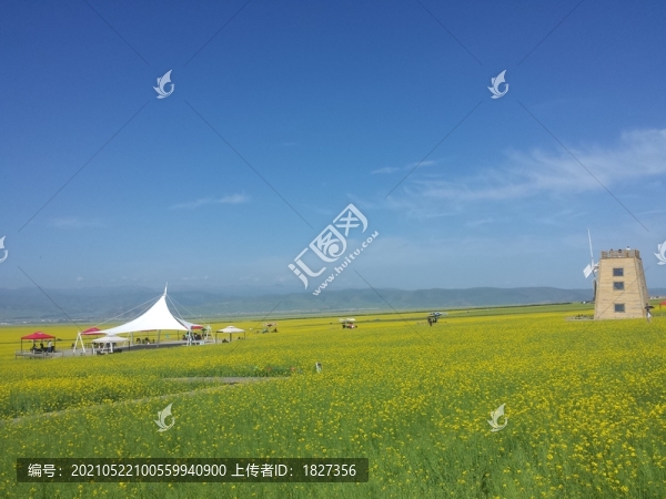 門源油菜花