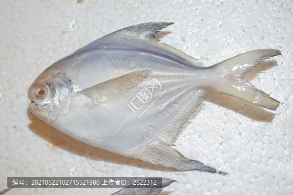 冰鮮鯧魚