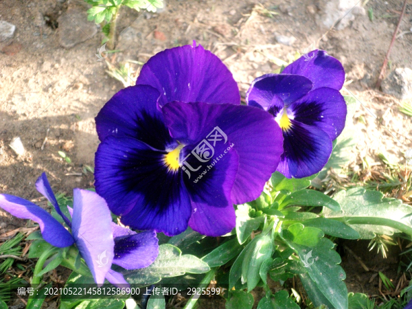 蝴蝶花
