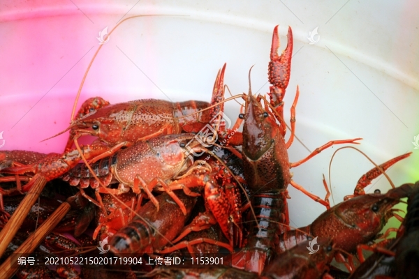 小龍蝦
