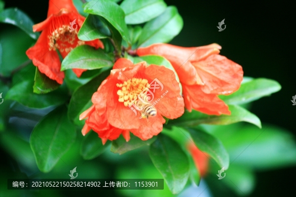 石榴花