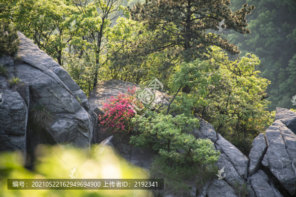 中國江西廬山高山杜鵑