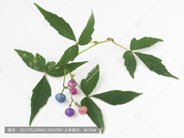 葡萄科植物三裂蛇葡萄