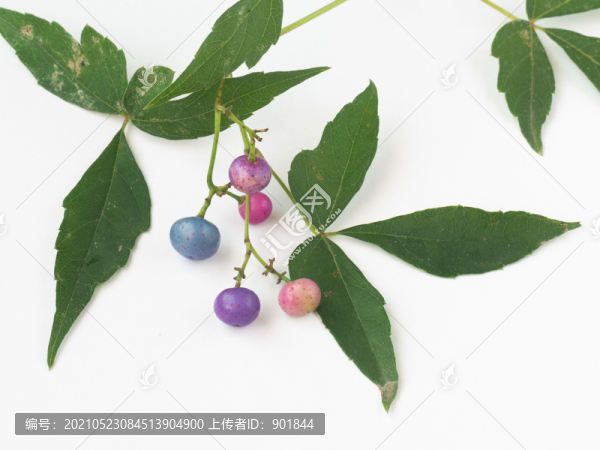 葡萄科植物三裂蛇葡萄