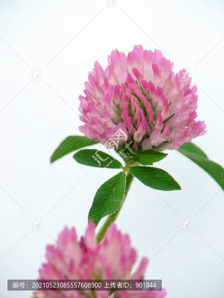 紅車軸草盛開的花朵