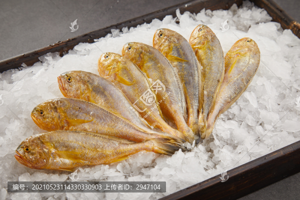 小黃魚