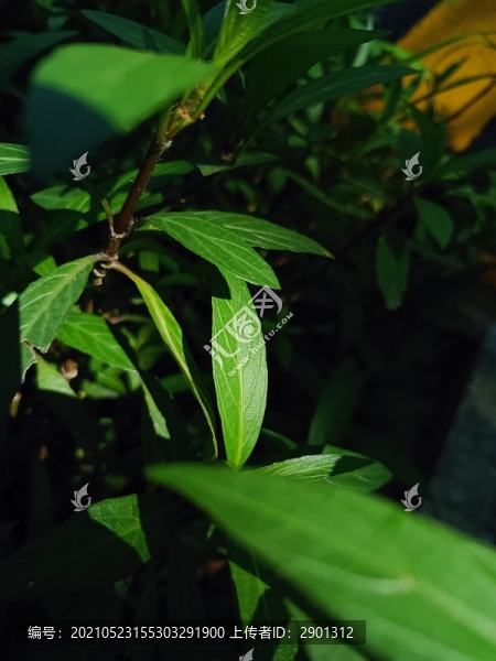 枝葉嫩芽