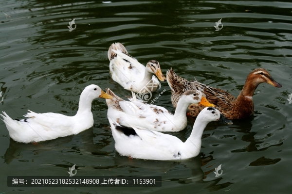 土鴨