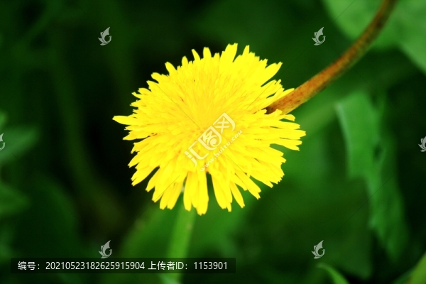 蒲公英花