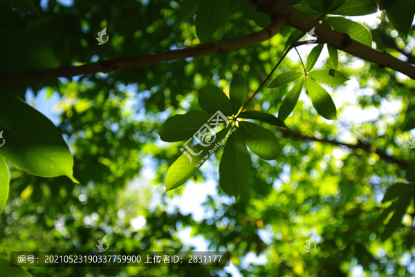 朝陽(yáng)區(qū)鴻博公園