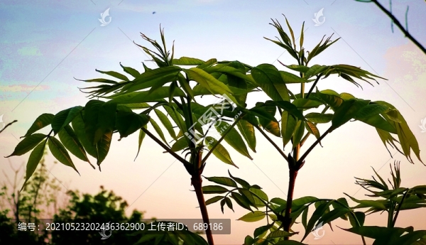 樹(shù)葉