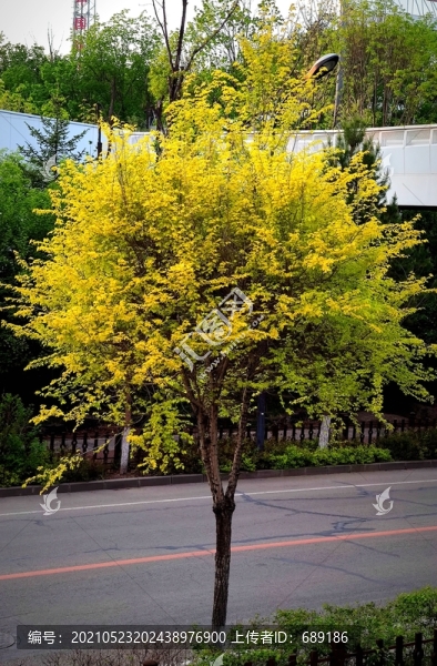 景觀樹