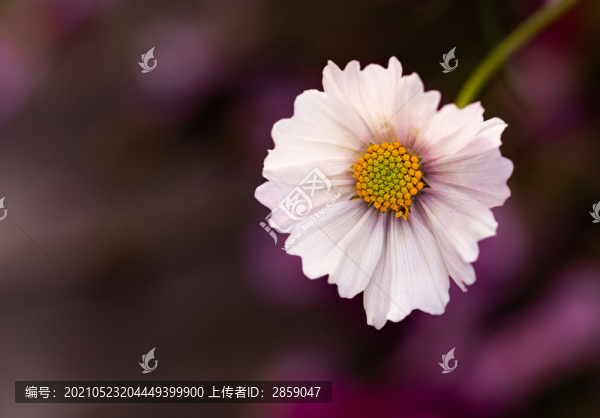 格?；? title=