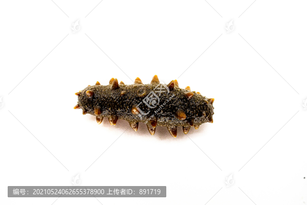 海參